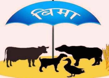 बीमा कम्पनीले पशुधनको बीमा गर्न छाडिदिए