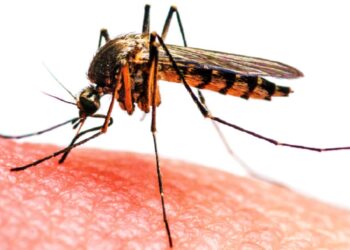 पानी पर्न सुरु भयो, लामखुट्टेको टोकाइबाट बचौँ