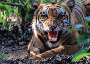 मानव बस्ती पसेर जनतालाई त्रसित बनाउँदै आएको बाघलाई पर्सा पठाइयो