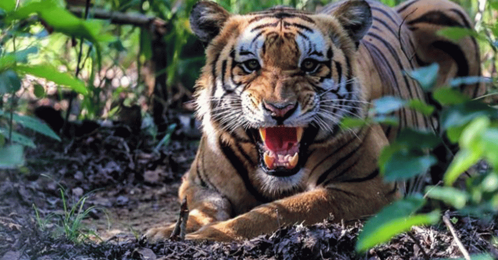 tiger
