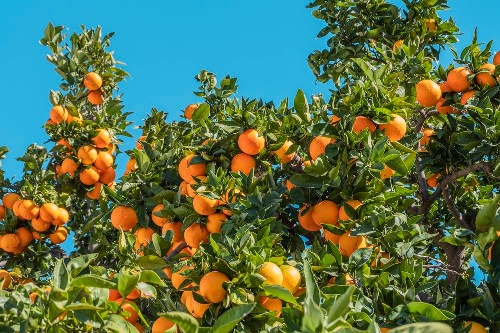 orange1