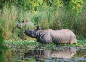 वन्यजन्तु संरक्षण चुनौतीपूर्ण बन्दै, दश महिनामा २१ गैँडा मरे