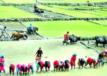 राष्ट्रिय धान दिवस तथा रोपाइँ महोत्सव यस वर्ष चितवनमा