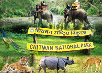 चितवन राष्ट्रिय निकुञ्जमा एक वर्षमा २२२ जनावरको उद्धार
