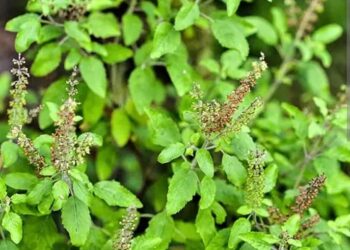 आज हरिशयनी एकादशी, तुलसीका बिरुवा सारिने दिन