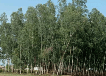 मसला रुख काट्न महोत्तरीको मनराशिसवा नगपालिकाको सूचना
