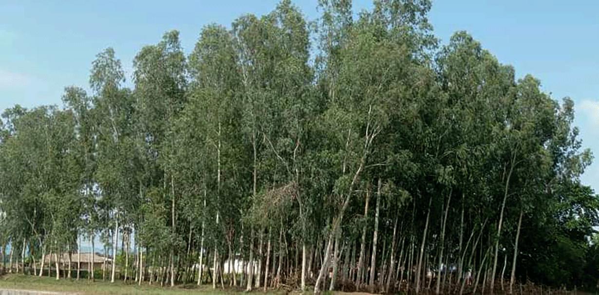 masala-sapeta-tree