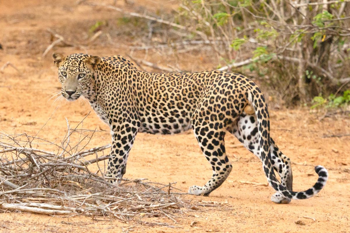 Leopard-chituwa-tanahu