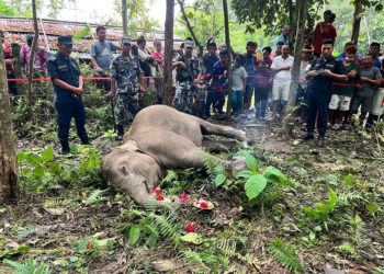 मोरङको बेलबारीमा जंगली हात्तीको छावा मृत फेला