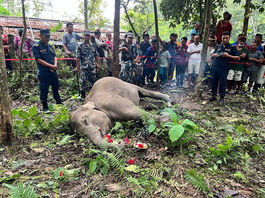 little-elephant-death