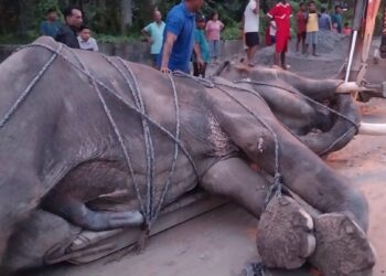 ६७ वर्षको भाले हात्ती लम्बोदर प्रसादले सडकमै प्राण त्याग्यो