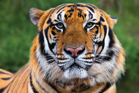 tiger